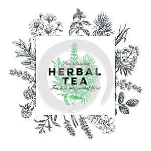 Vector hand drawn tea herb Illustration.