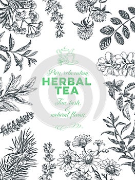 Vector hand drawn tea herb Illustration.