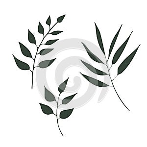 Vector hand drawn tree, plant, flower branches with leaves on white background