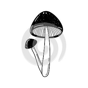 Vector hand drawn two mushrooms sketch isolated on white background. Amanita muscaria, fly agaric black and white