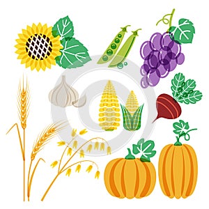 Vector hand drawn vegetables and cereal grains icons set. Autumn harvest color illustration.