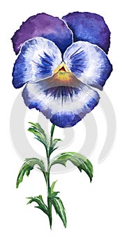 Vector hand drawn watercolor illustration of blue and violet pansy flower isolated on white background