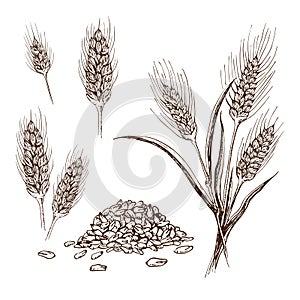 Vector hand drawn wheat or barley isolated on white background. Wheat collection in engraved vintage style. various wheat ears,