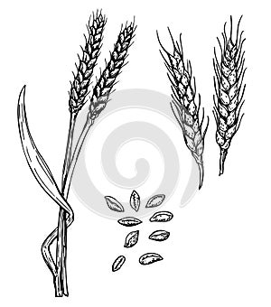 Vector hand drawn wheat ears sketch illustration. Grains and ears of wheat. Black ear isolated on white background. Food