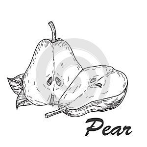 Vector hand made sketch illustration of engraving pear on white background