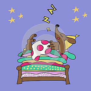 Vector handdrawn illustration of funny cartoon dachshund dog sleeping under warm blanket on pile of colorful mattresses on bed.