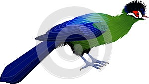 Vector Hartlaub`s turaco isolated on white