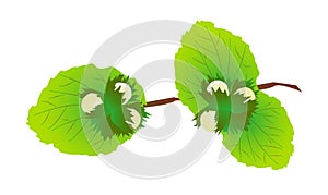 Vector hazelnut branch - isolated