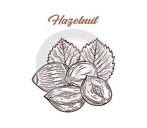 Vector hazelnut hand-drawn illustration