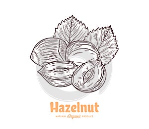 Vector hazelnut hand-drawn illustration