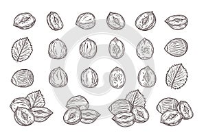 Vector hazelnut hand-drawn illustrations