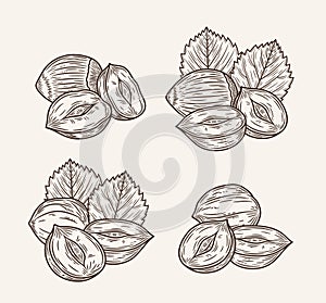 Vector hazelnut hand-drawn illustrations