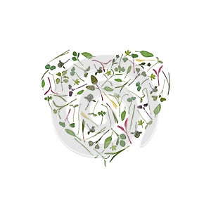 Vector heart frame template with microgreen. Herbs - pea, sunflower, onion, corn, basil, china rose, spinach, fennel