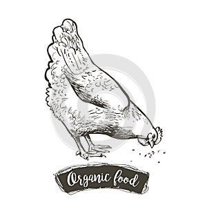 Vector Hen, chicken feeding engraving sketch. Vintage isolated realistic illustration.