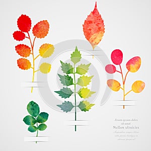 Vector herbarium. Vintage template. Watercolor leaf. Collection of watercolor hand drawn leaves. Autumn seamless pattern with leaf photo