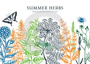 Vector herbs, flowers, meadows, insects background. Aromatic plants vintage banner. Medicinal herb sketches. Botanical design for
