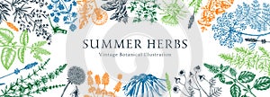Vector herbs and meadows background. Aromatic plants vintage banner. Medicinal herb sketches. Botanical design for cosmetics,