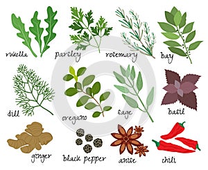 Vector herbs and spices