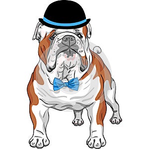 Vector hipster dog English Bulldog breed