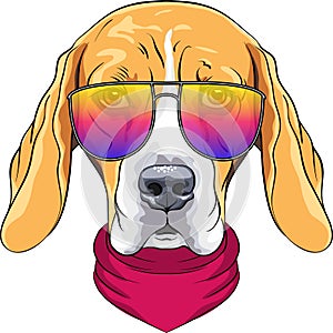 Vector hipster serious dog Beagle in glasses