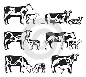 Vector holstein cows and calves collection