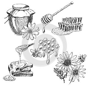 Vector honey elements set.