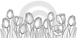 Vector horizontal border with outline tulip flowers, bud and ornate leaves in black isolated on white background. photo
