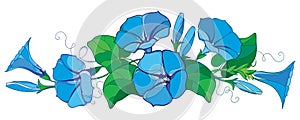 Vector horizontal bunch with outline Ipomoea or Morning glory flower bell in pastel blue, green leaf and bud isolated on white.