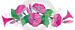 Vector horizontal bunch with outline Ipomoea or Morning glory flower bell in pastel pink, green leaf and bud isolated on white. photo