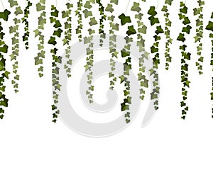 Vector horizontal seamless garland with green ivy leaves on a white background.