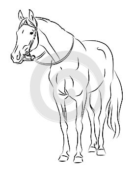 Vector horse with bridle