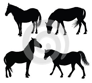 Vector horse silhouette