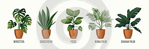 Vector House Plant in Pot Icon Set - Monstera, Sansevieria, Banana Palm, Ficus, Rhopalostylis, Nikau Palm in Pots