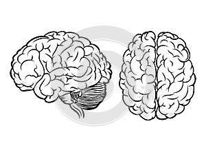 Vector human brain photo