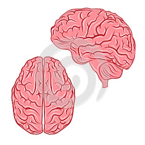 Vector human brain.Organ anatomy.medicine.genetics and health care eps