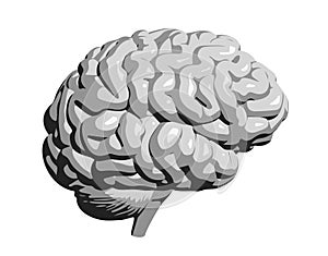 Vector Human Brain in Shades of Grey, Cartoon Style, Side View