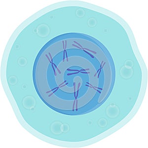 Vector human cell with nucleus and genetic chromosomes