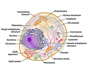 Vector human cell structure