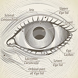 Vector human eye etching with captions. Cornea, iris and pupil photo