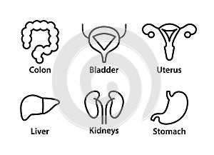 Vettore Uomo interno autorità icone. fegato reni utero vescia un 