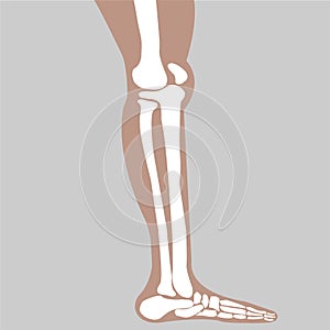 Vector human knee