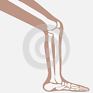 Vector human knee