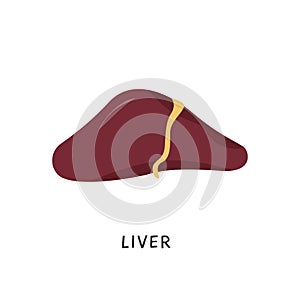 Vector Human liver for medical drugs, pharmacy and education design in flat cartoon style. Hepatic system organ. Raw