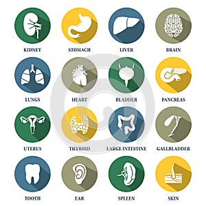 Vector human organs icons set.Vector symbols. Vector illustration