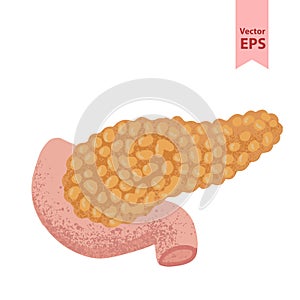 Vector Human pancreas anatomy illustration. Organs for surgeries and transplantation.