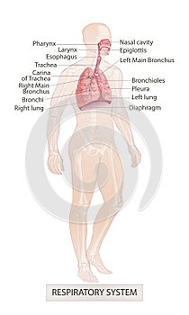 Respiratory System Vector of the human larynx nasal throttle anatomy. Hand drown sketch illustration photo