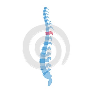 Vector human spine with pain