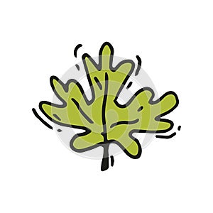 Vector icon of bright green leaf of maple or oak tree in doodle style. Nature theme