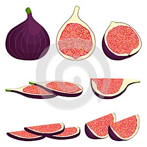 Vector icon illustration logo for whole ripe fruit purple fig