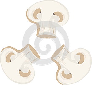 Vector icon illustration of mushroom champignon. Fresh cartoon organic mushroom isolated on white background used for